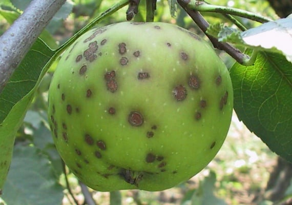 Apple moniliosis