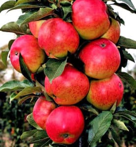 Beschreibung und Eigenschaften der säulenförmigen Apfel-Moskauer Halskette, die Feinheiten des Anbaus