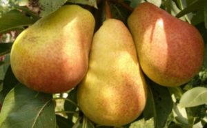 Description of summer, autumn and winter pears, which ones are better to choose