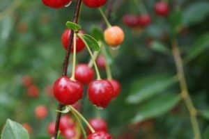 Opis i cechy odmian wiśni Sudarushka, cechy sadzenia i pielęgnacji