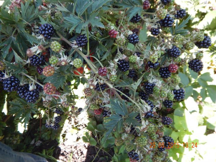 Blackberry Thornless stedsegrøn