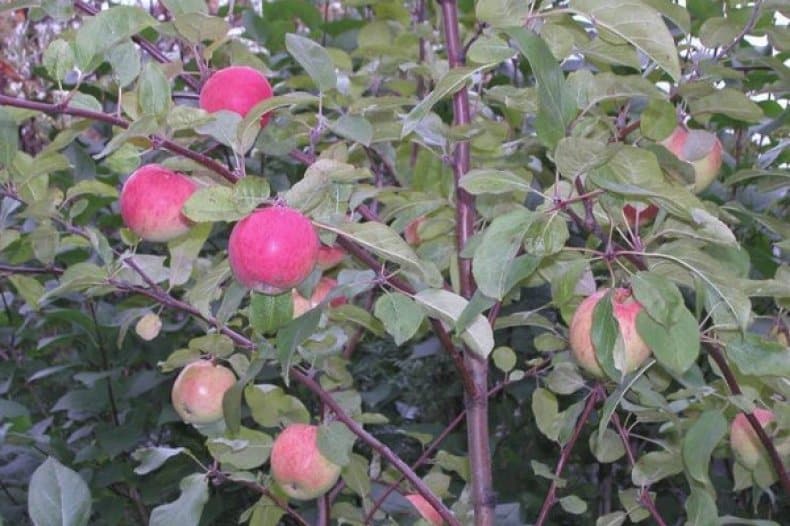 legenda o stablu jabuka