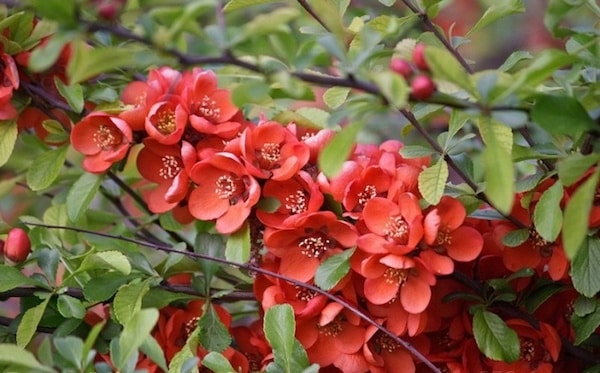 japanese quince