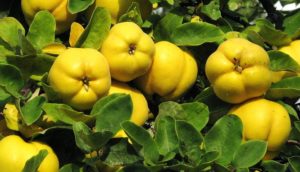 How to plant and care for quince in the open field, breeding methods and pest and disease control