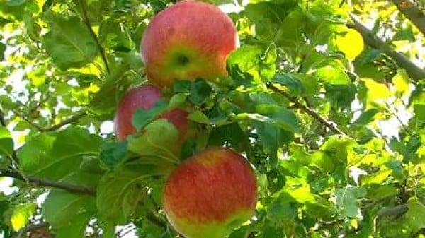 apple tree aport