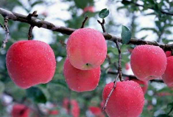 apple-tree Bashkir beauty