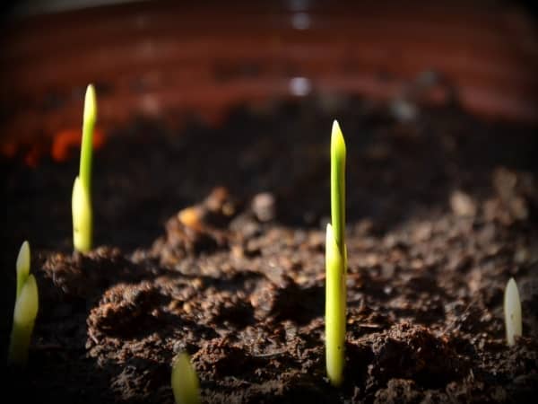 uzgoj breskve iz sjemena
