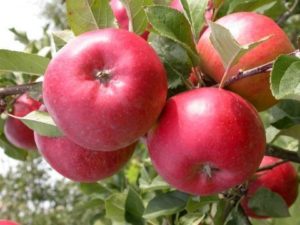 Opis, charakteristika a história rozmnožovania jabloní Ligol, pravidlá pestovania