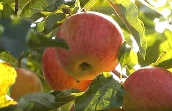 omenapuukotka