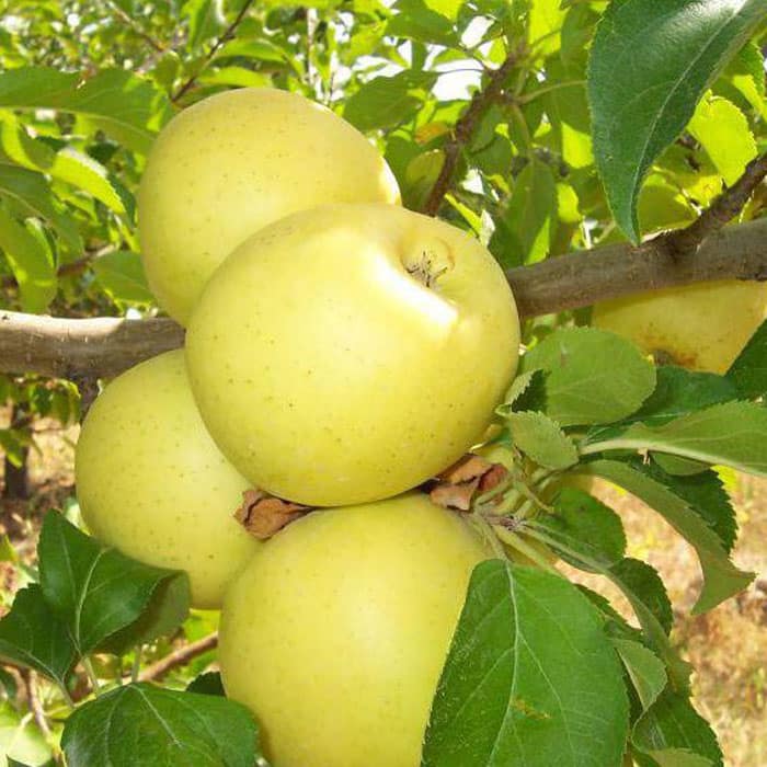 omenapuuhallit