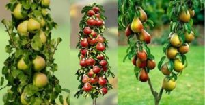 Descrizione delle migliori varietà di pera colonnare, semina, coltivazione e cura