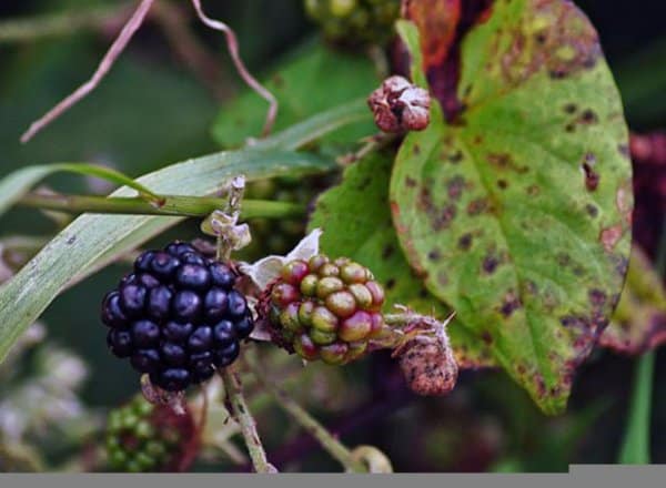 how to care for blackberries