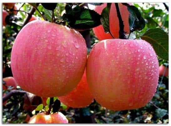 jabuka-Baškir ljepota