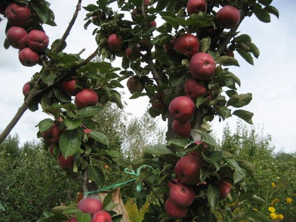 Waluta jabłoń