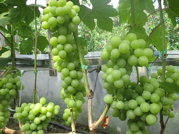 grožđe anatoly veliko