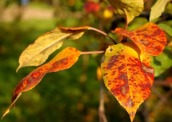 æbletræets blade krøller og bliver røde