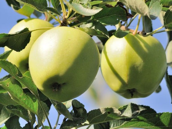 elma ağacı oyun salonları