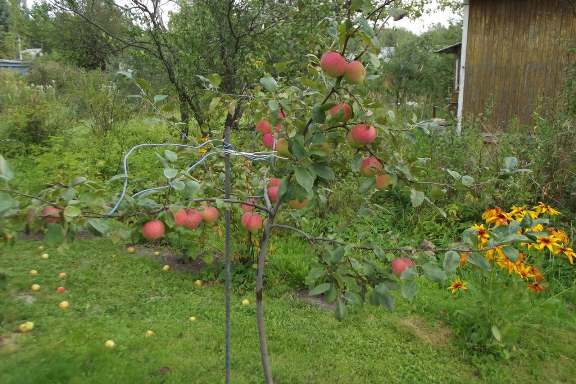 mărul crește slab