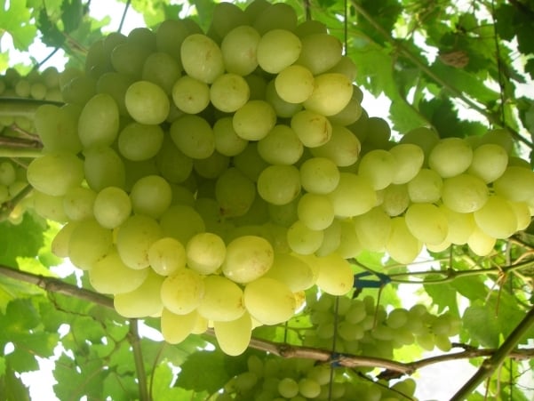 dugo očekivano grožđe