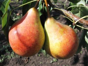 Beschreibung und Eigenschaften der Moskvichka-Birnensorte, Pflanzung und Pflege