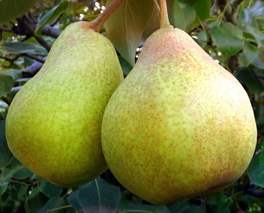 Keiju päärynä