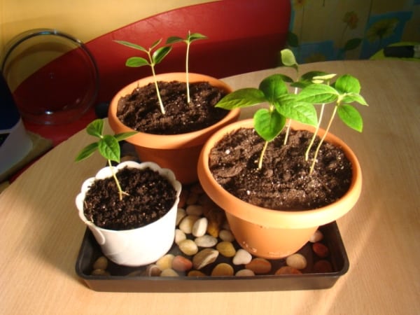 uzgoj breskve iz sjemena