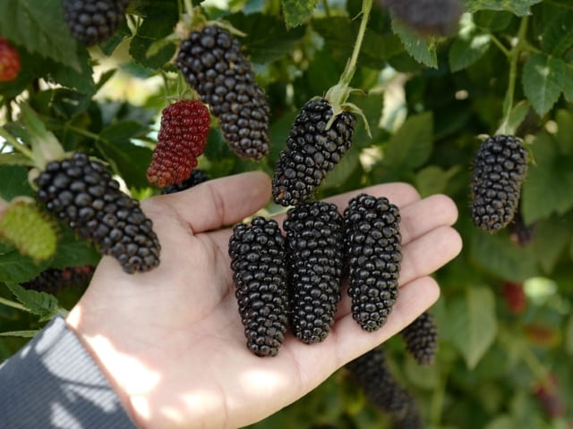 blackberry karaka black