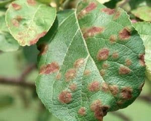 Orsaker och symtom på brun fläck på ett äppelträd, hur man hanterar kemiska och folkliga botemedel