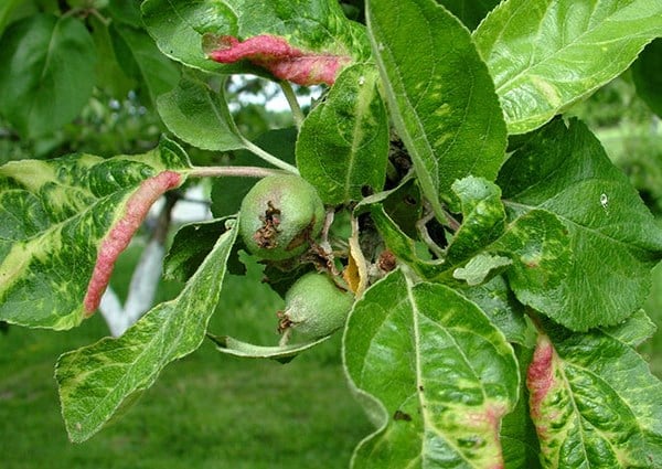 the leaves of the apple tree curl and turn red