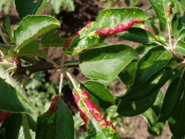 the leaves of the apple tree curl and turn red