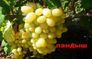 Opis, karakteristike i povijest grožđa ljiljana, uzgoj i razmnožavanje