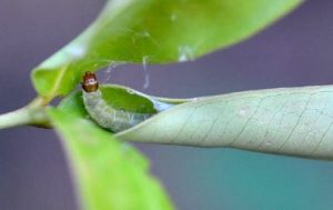 How to deal with caterpillars on an apple tree and how to treat trees, a review of funds and preparations