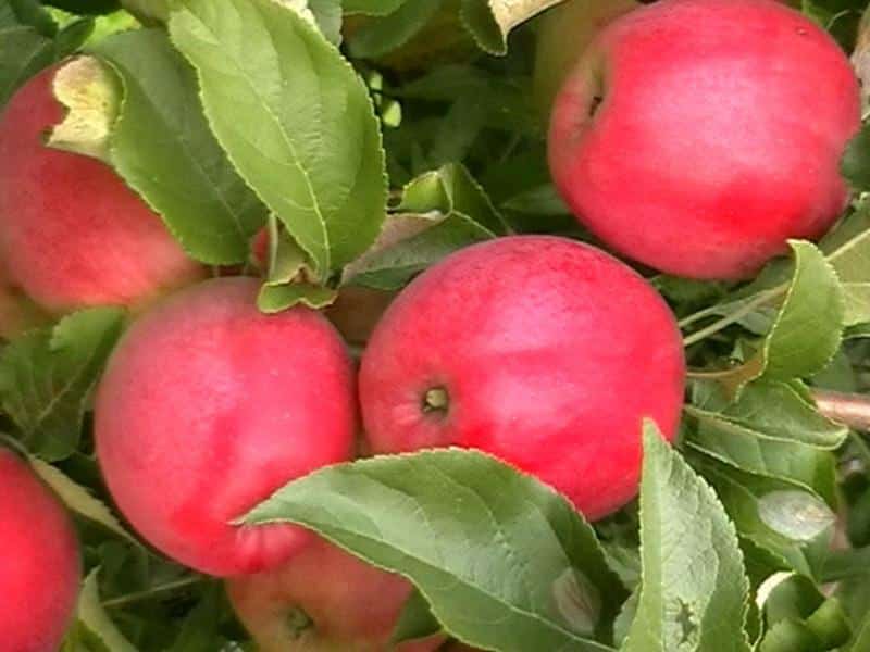 јабучни анис