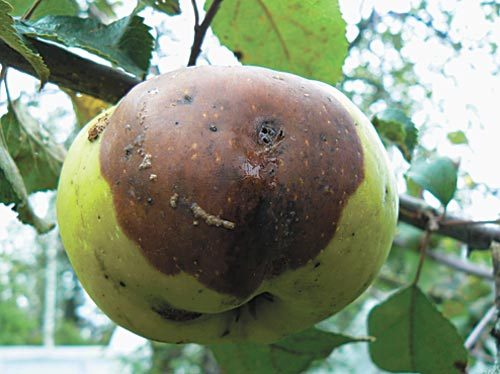 Obuolių moniliozė