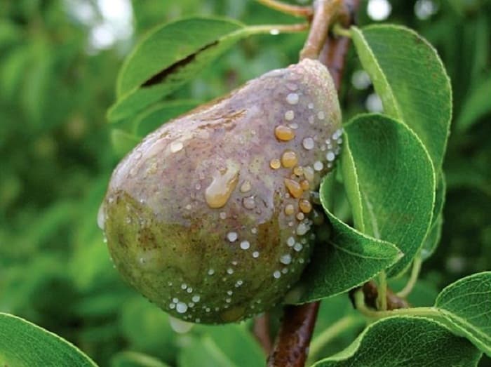 Fruit rot or moniliosis