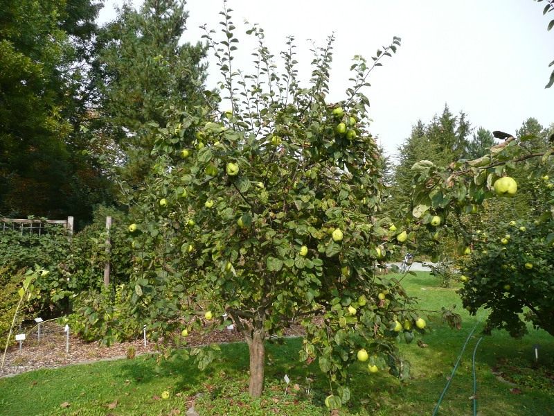 Quince planting and care in the open field