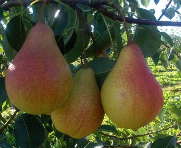 pear cathedral