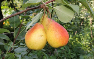 Beskrivelse og karakteristika for pæresorter Severyanka, typer og dyrkningsregler
