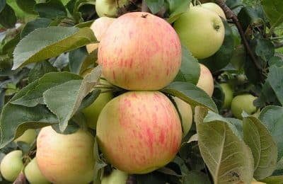 árbol de manzana