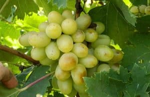 Opis i cechy, zalety i wady odmiany winogron Bogatyanovsky, zasady uprawy