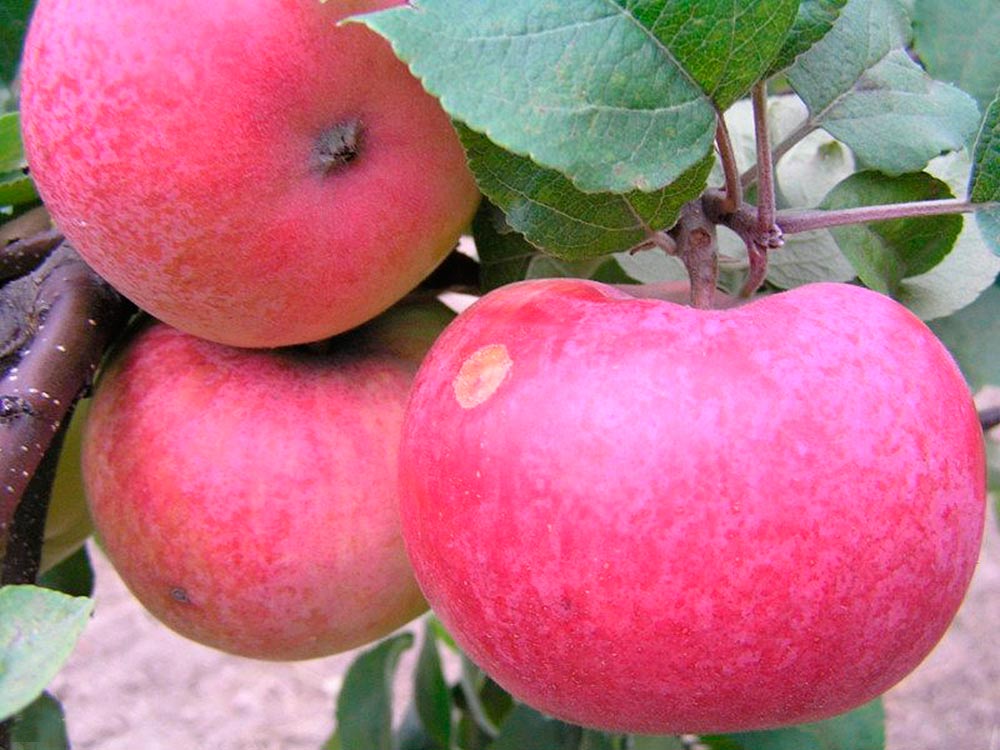 äppelträd arkader