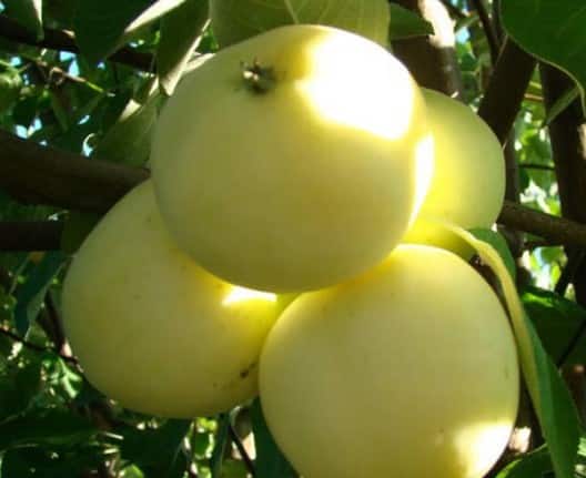 Puoli-kääpiö-omenapuu
