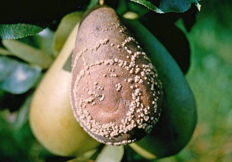 Moniliosis de pera