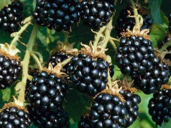 blackberry variety Texas