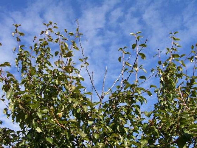 æbletræets blade visner