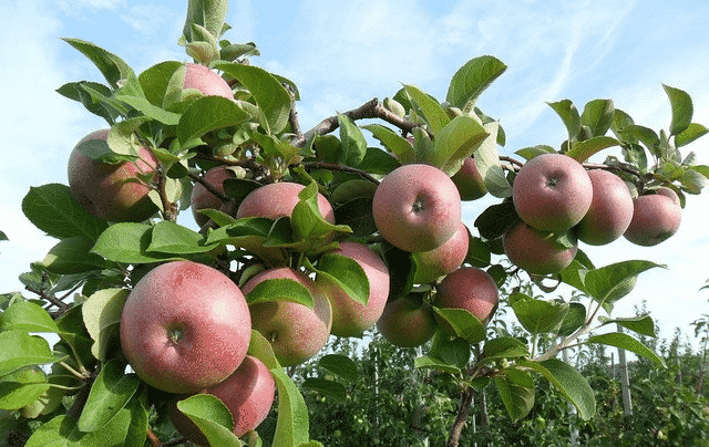 æble træ gemt