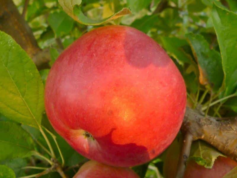 jablká idared