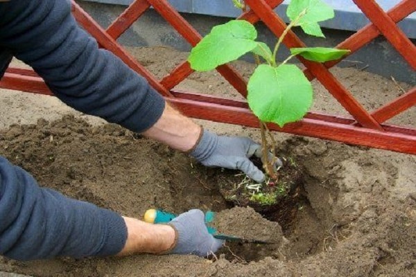 planting in the ground