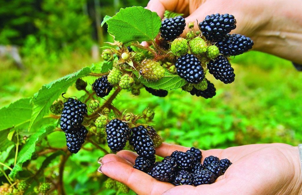 blackberry para sa mga ural