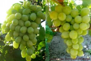 Descripción y características de la variedad de uva Anthony the Great, historia y reglas de cultivo